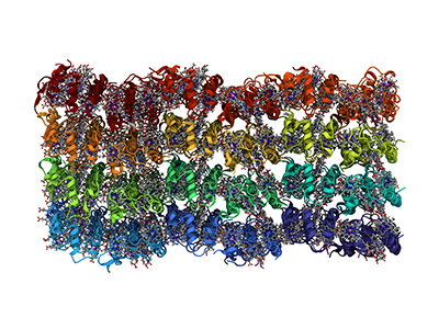 In this representation, each of the 96 proteins in the nanocrystal are a different color (red, orange, yellow, green, aquamarine, blue and purple). The electrons travel from heme group to heme group inside the protein. The hemes are shown in a stick representation, with gray for the carbons, blue for the nitrogens and a pink iron atom.