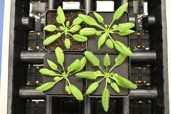 An overhead view of four small black pots in, each with a small green Arabidopsis plant.