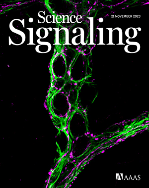 The cover of the November 21, 2023 issue of the journal of Science Signaling, published the American Association for the Advancement of Science, shows microscopic cells from the gut that glow green and purple under a microscope.