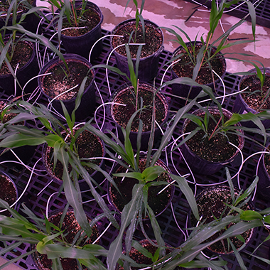 A top-down view of potted sorghum plants.