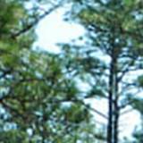 Longleaf pine ecosystems such as the one pictured here near Fayetteville, North Carolina, once stretched from Virginia to Texas and can contain some of the most diverse plant communities in North America.