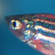 The zebrafish is a freshwater fish belonging to the minnow family. It is an important and widely used vertebrate model organism in scientific research, notable for its regenerative abilities. 
