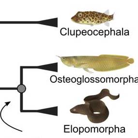 Tree of life of teleost fishes representing the hypothesis of the current study.