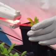 A handheld MultispeQ device is used on Arabidopsis thaliana plants to measure their rates of photosynthesis. 