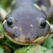 California tiger salamander is one of the endangered species that would benefit from the use of genetic rescue.