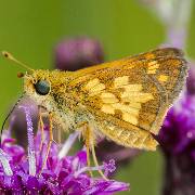 One of the strengths of a new biodiversity modeling framework developed by Michigan State University researchers is its ability to combine data frame various sources. The researchers demonstrated this strength using a case study involving 10 Midwestern butterfly species, including the Peck’s skipper, or Polites peckius. 