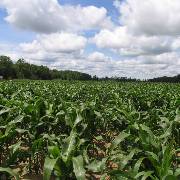 open field of tall corn under a blue sky with fluffy clouds