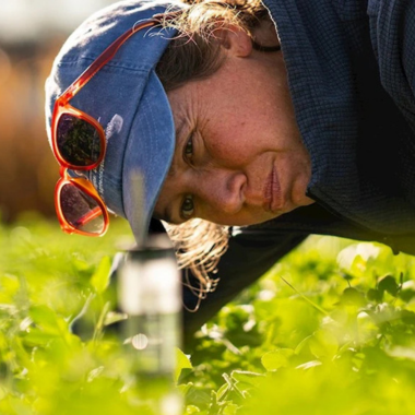 researcher checks rain water levels at Kellogg Biological Station