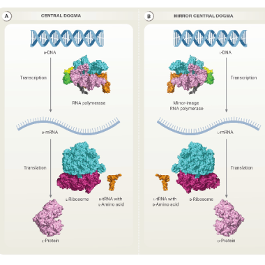 a diagram of DNA in mirror bacteria