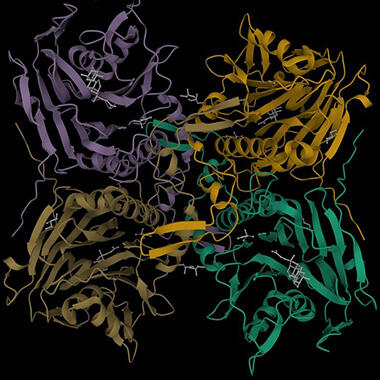 A 3D rendering of the enzyme bile salt hydrolase. Four looping, ribbon-like clusters of proteins are displayed against a black backdrop. The intertwining structures are purple, teal, orange and a muted yellow. 