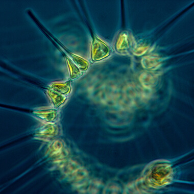 Green phytoplankton coils in blue water, magnified by a microscope.