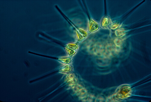 Green phytoplankton coils in blue water, magnified by a microscope.