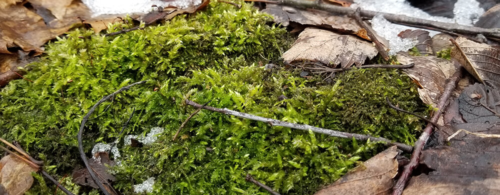 Close-up of a bed of bright green moss on a forest floor. Several twigs rest on the moss. In the periphery are dead leaves and patches of snow.
