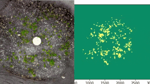 A 10-second, GIF. On the left, a top-down view of green moss growing in a round habitat, eventually filling the entirety of the space. On the right is a visual data representation of this same moss growth pattern. The presence of moss is represented as yellow points slowly filling a green background.