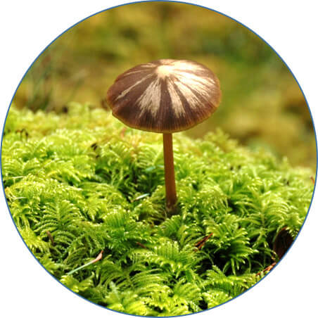 A small brown and white mushroom grows out of a bed of bright green moss.