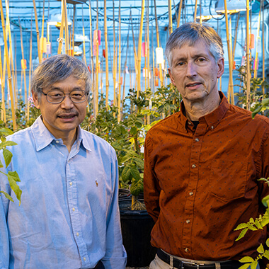 Michigan State University researchers Jiming Jiang (left) and David Douches (right) stand in a greenhouse between many potato plants.