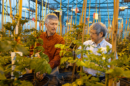 Michigan State University researchers David Douches (left) and Jiming Jiang (right) are talking to each other while observing one of many potato plants growing under bright yellow lights in a greenhouse.