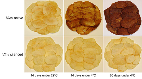Two rows of three photographs shows the appearance of potato chips that were fried after being stored under different conditions.   The images in the top row come from conventional potatoes with an active potato vacuolar invertase gene. After room temperature storage for two weeks, the left image shows potatoes fry into “normal” golden-brown chips. The color of the potato chips becomes much darker after 14 days of cold storage, as shown in the center photo. The chips become even darker and more burnt looking after potatoes are fried following cold storage for 60 days, shown in the image on the right.  When the potato vacuolar invertase gene is switched off, however, the chips have a uniform golden-brown appearance regardless of storage conditions.