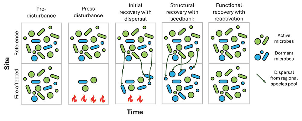 An illustration shows the effects of a long-term or press disturbance using two rows of boxes to represent different time points: pre-disturbance, during the disturbance, initial recovery, structural recovery and functional recovery.   The top row shows a control site, where a balance of green, or active, and blue, dormant, microbes remain constant, unaffected by the press disturbance.  In the bottom, fire-affected row, the abundance of all microbes decline during the disturbance. Nature restocks microbes during the initial recovery, with wind blowing bacteria in, for example.   Structural recovery is achieved when the same amount of microbes are present as before the fire, but the balance of active and dormant bacteria is changed. In this example, more microbes are dormant than before.  In functional recovery, the original ratio of active to dormant microbes is restored.