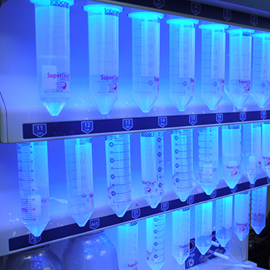 Three rows of clear centrifuge tubes are held in place by a chemical synthesizer inside a fume hood. The instrument illuminates the tubes with a blue light.