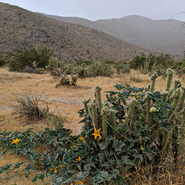 The deep green vines with bright yellow flowers and cactus-like protrusions stand out against the rock and earthy-hued hills of the Anza-Borrego Desert State Park in California. 