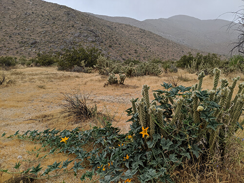 The deep green vines with bright yellow flowers and cactus-like protrusions stand out against the rock and earthy-hued hills of the Anza-Borrego Desert State Park in California. 