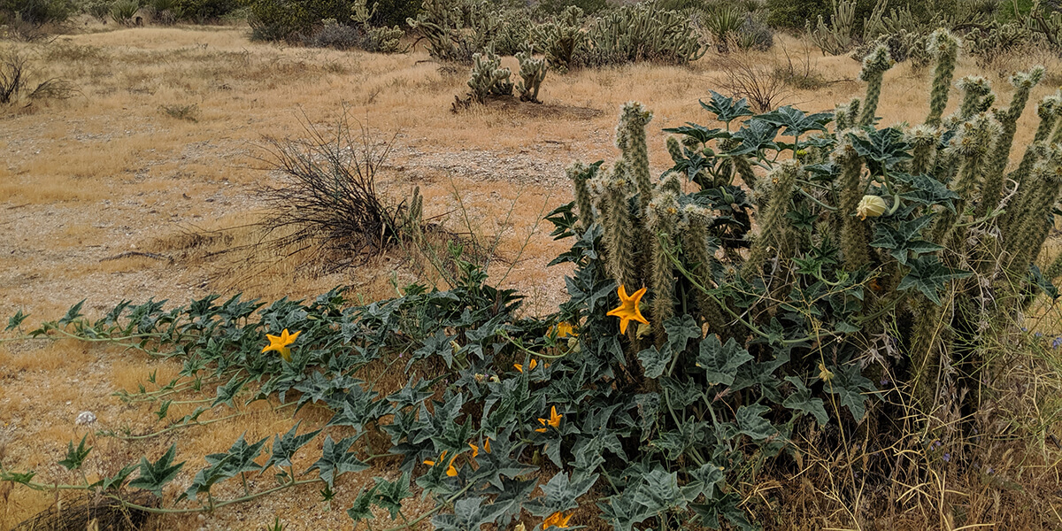 Wild plants face viral surprise