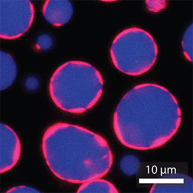 Several blue droplets ringed by red circles fluoresce against a black background in a microscope image. A scale bar shows the droplets range between about 10 and 20 micrometers in diameter.