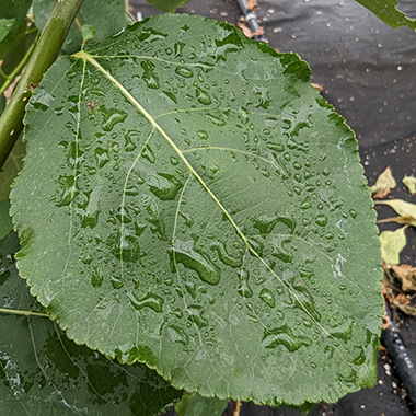 A large green poplar leaf speckled with water droplets