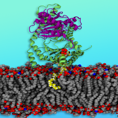 A colorful molecular model. Green and purple ribbons depicting the heterodimeric cisprenyltransferase complex floating above gray, red and blue dots depicting a cell membrane.