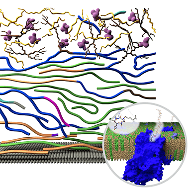 An illustration of the complex, diversly structured and multilayered organization of Aspergillus fungal cell wall. The inset shows the antifungal drug caspofungin inhibiting the biosynthesis of β-1,3-glucan. 