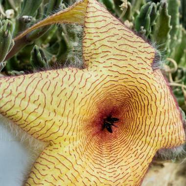 Close-up of a carrion flower