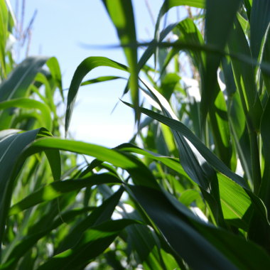 green corn stalks against a blue sky