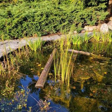 A pool of water at Kellogg Biological Station