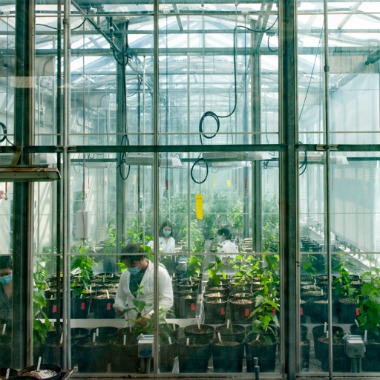 Scientists working in a greenhouse