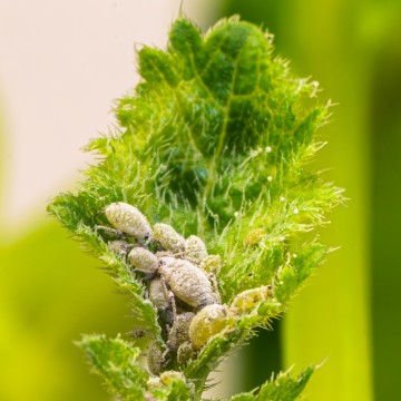 a group of aphids