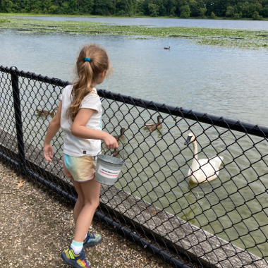 A girl feeds swans at a bird sanctuary.