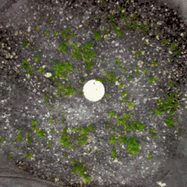 A looping GIF. On the left, a top-down view of green moss growing in a round habitat, eventually filling the entirety of the space