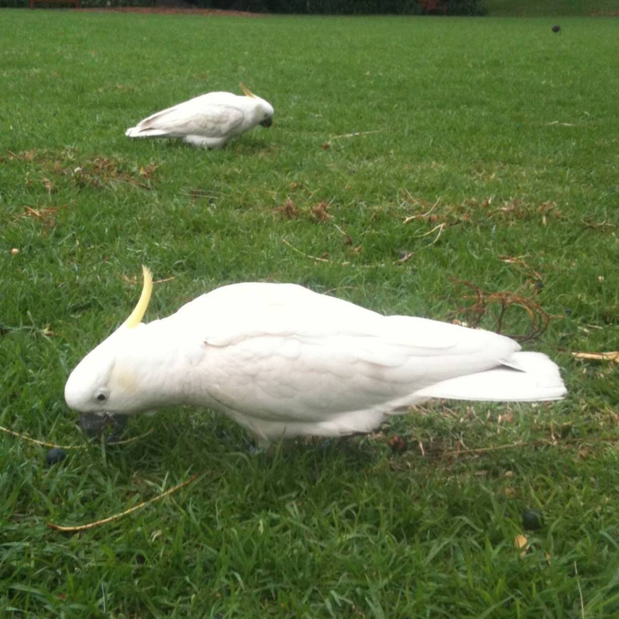 Two birds standing on a grassy field.