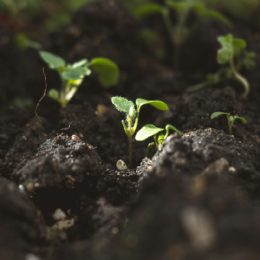Small plants growing in soil