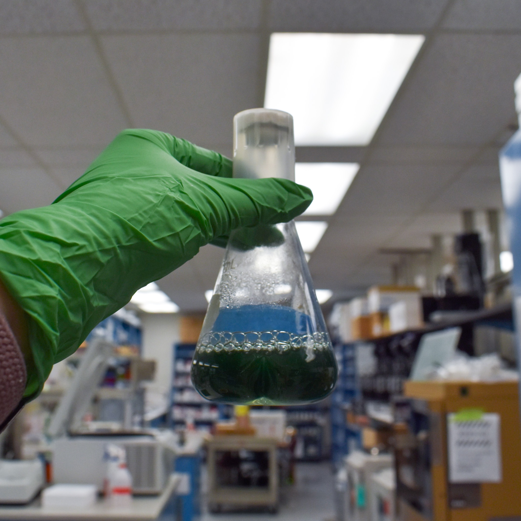 A gloved hand holds up a flask of cyanobacteria, or green liquid, in a lab.