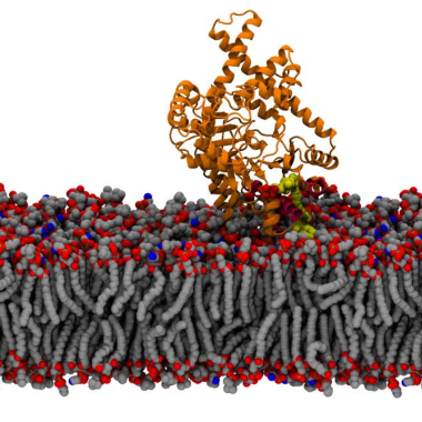 A computer simulated image of proteins on a membrane