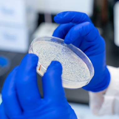 A gloved hand holds a petri dish.