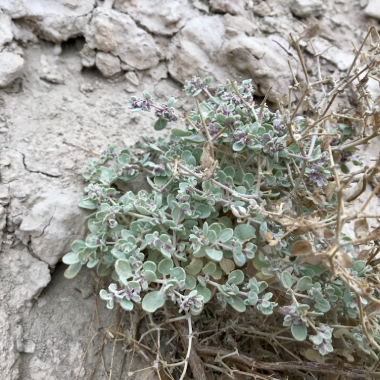 A desert plant on dry cracked ground