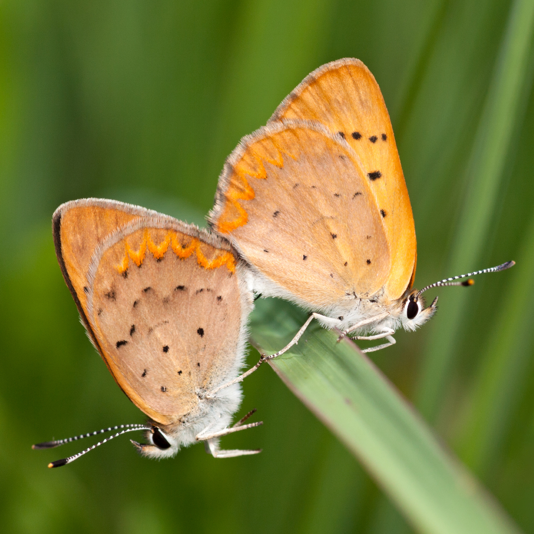 A pair of dorcas copper butterflies, a North America native species, and one of the 324 species studied in this report. Photo by David Pavlik, Michigan State University