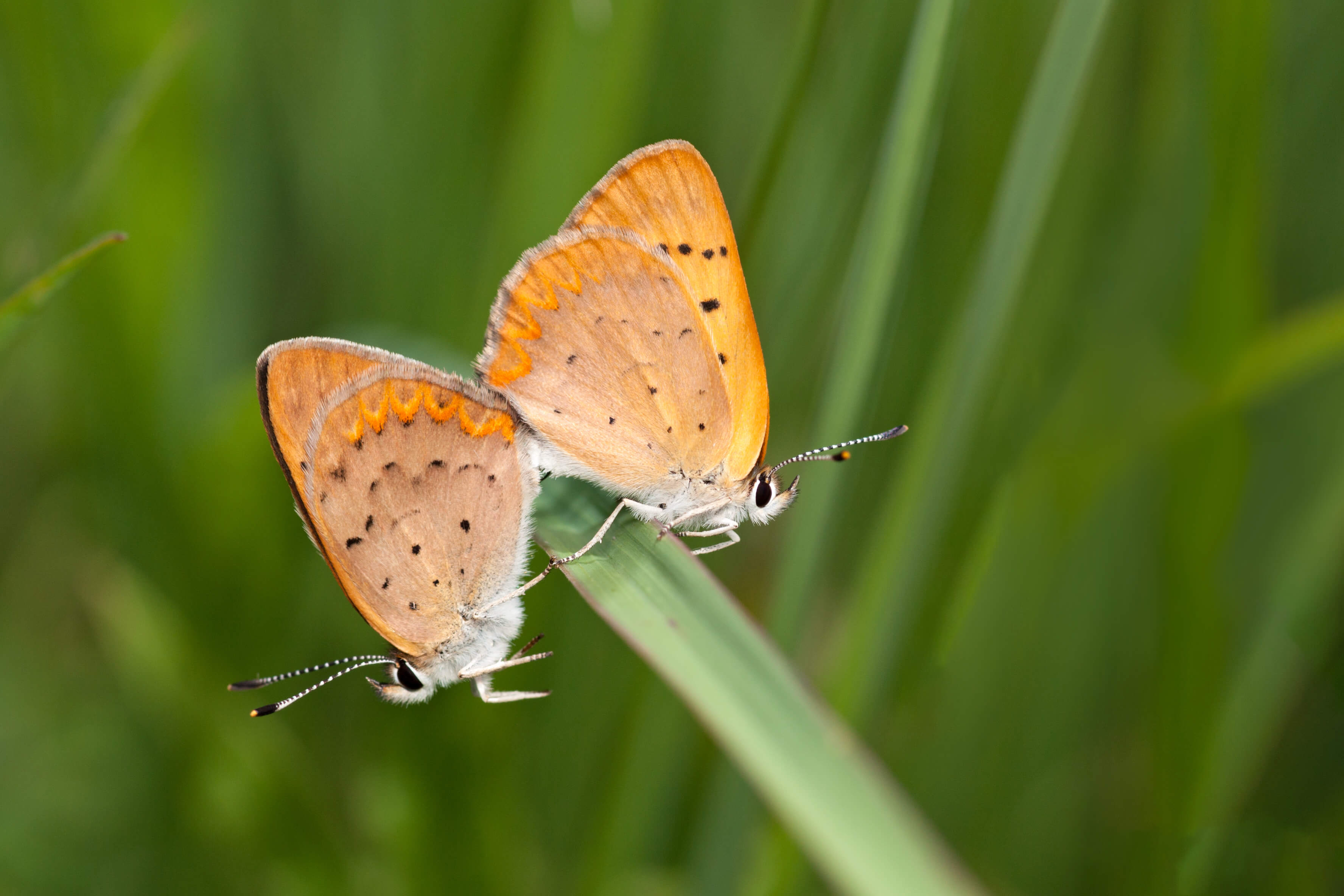 A pair of dorcas copper butterflies, a North America native species, and one of the 324 species studied in this report. Photo by David Pavlik, Michigan State University