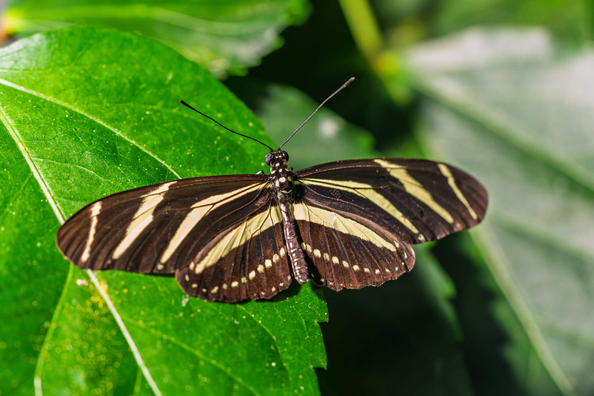 zebra- heliconian-butterfly