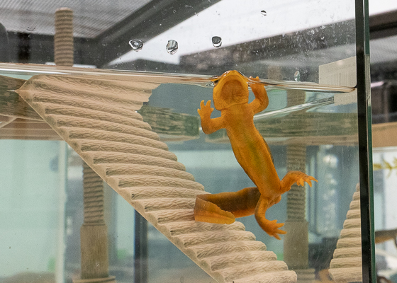 A rough-skinned newt comes to the surface of the water to breathe.