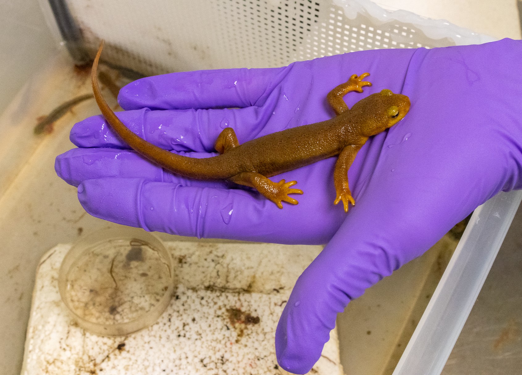 An adult rough-skinned newt rests in the gloved hand of doctoral student Sam Westcott.