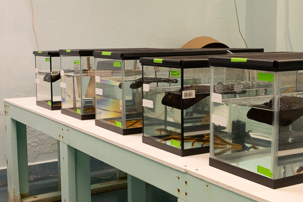 A row of tanks holds rough-skinned newts in the Eisthen Lab. 